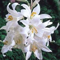 لیلیوم کاندیدوم